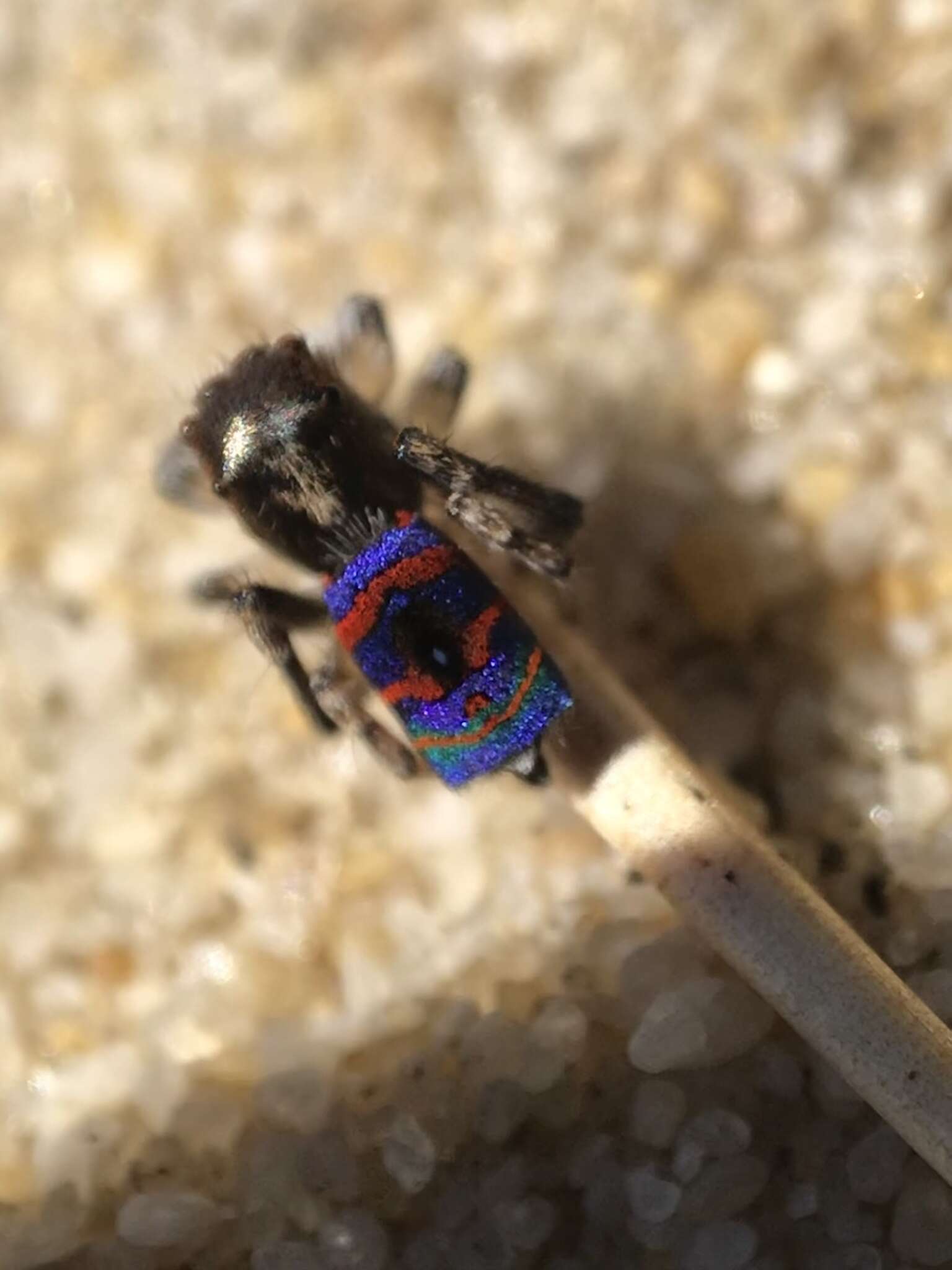 Image of Northwestern Melinda's Peacock Spider