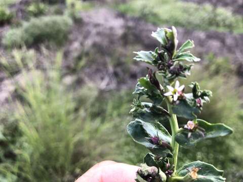 Image of Lobelia concolor R. Br.