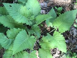 Sivun Parthenium auriculatum Britt. kuva