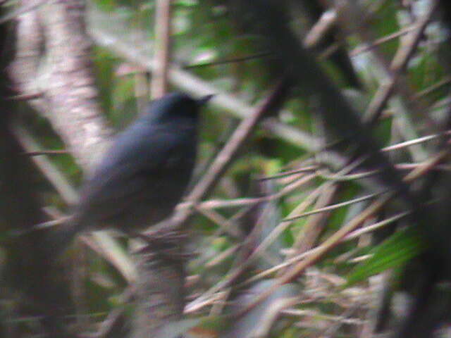 Image of Nilgiri Flycatcher