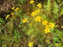 Tagetes tenuifolia Cav. resmi