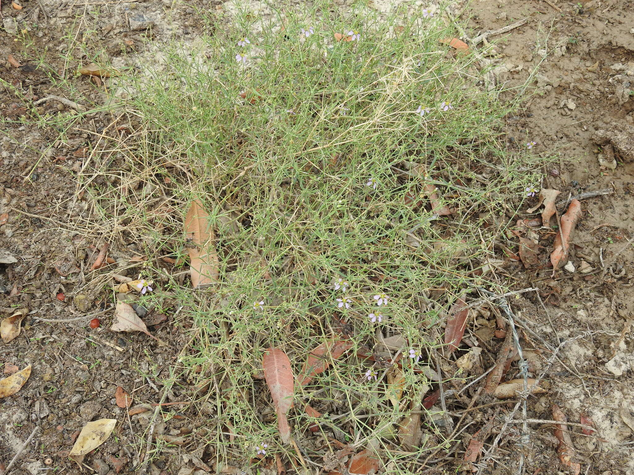 Image of Fagonia indica Burm. fil.