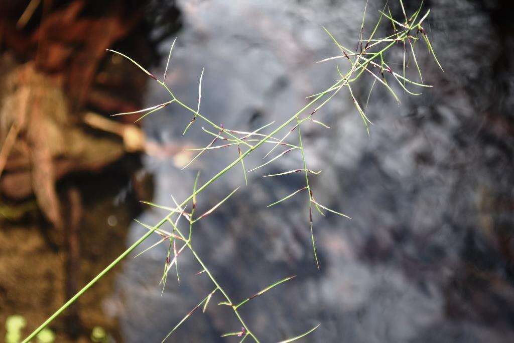 Слика од Aristida vagans Cav.