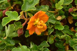 Image of Pine Hill flannelbush