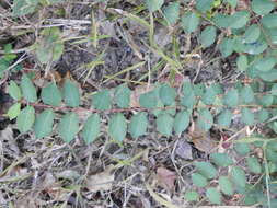 Image of Lagerstroemia subcostata Koehne