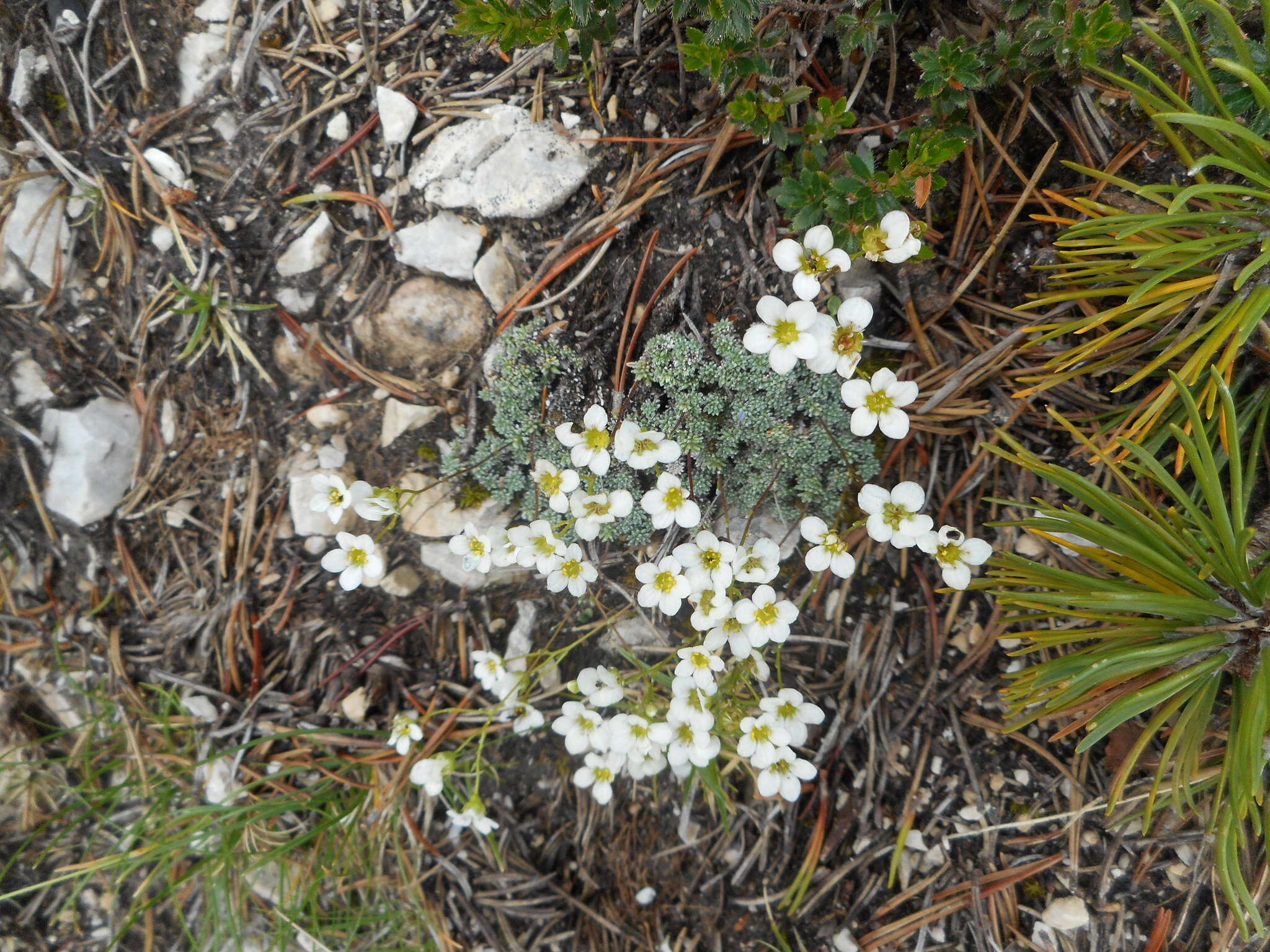 Sivun Saxifraga squarrosa Sieber kuva