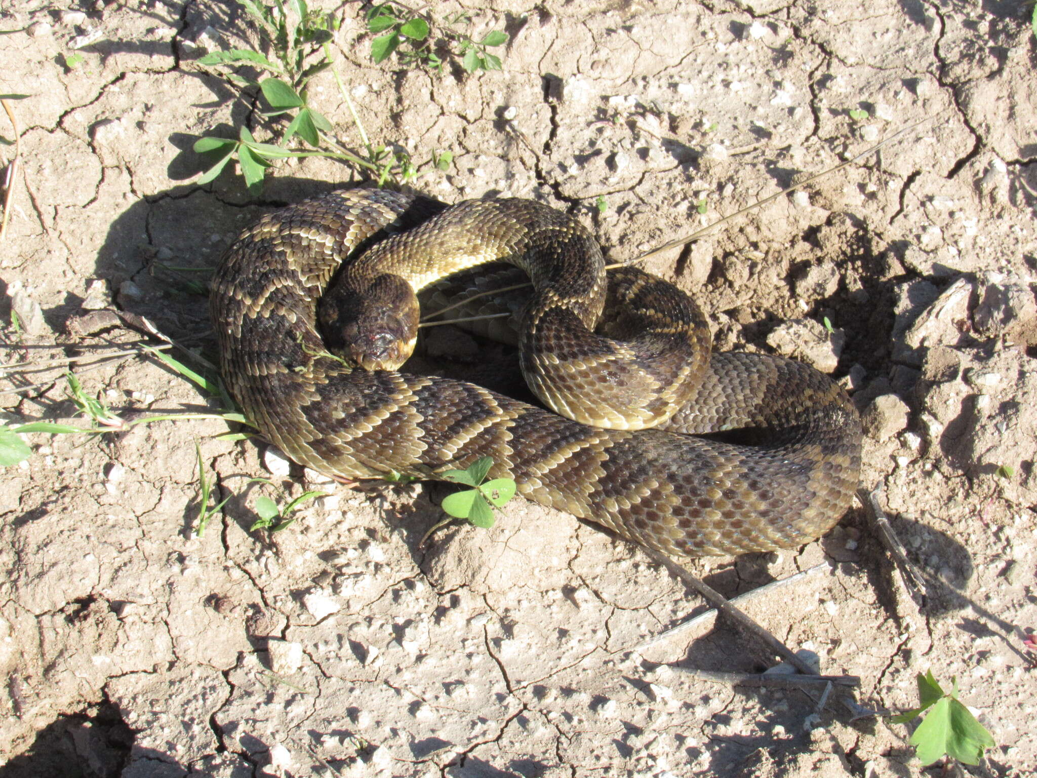 Image of Crotalus molossus oaxacus Gloyd 1948