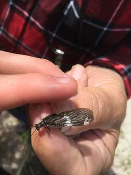 Image of Nigronia serricornis (Say ex Keating 1824)