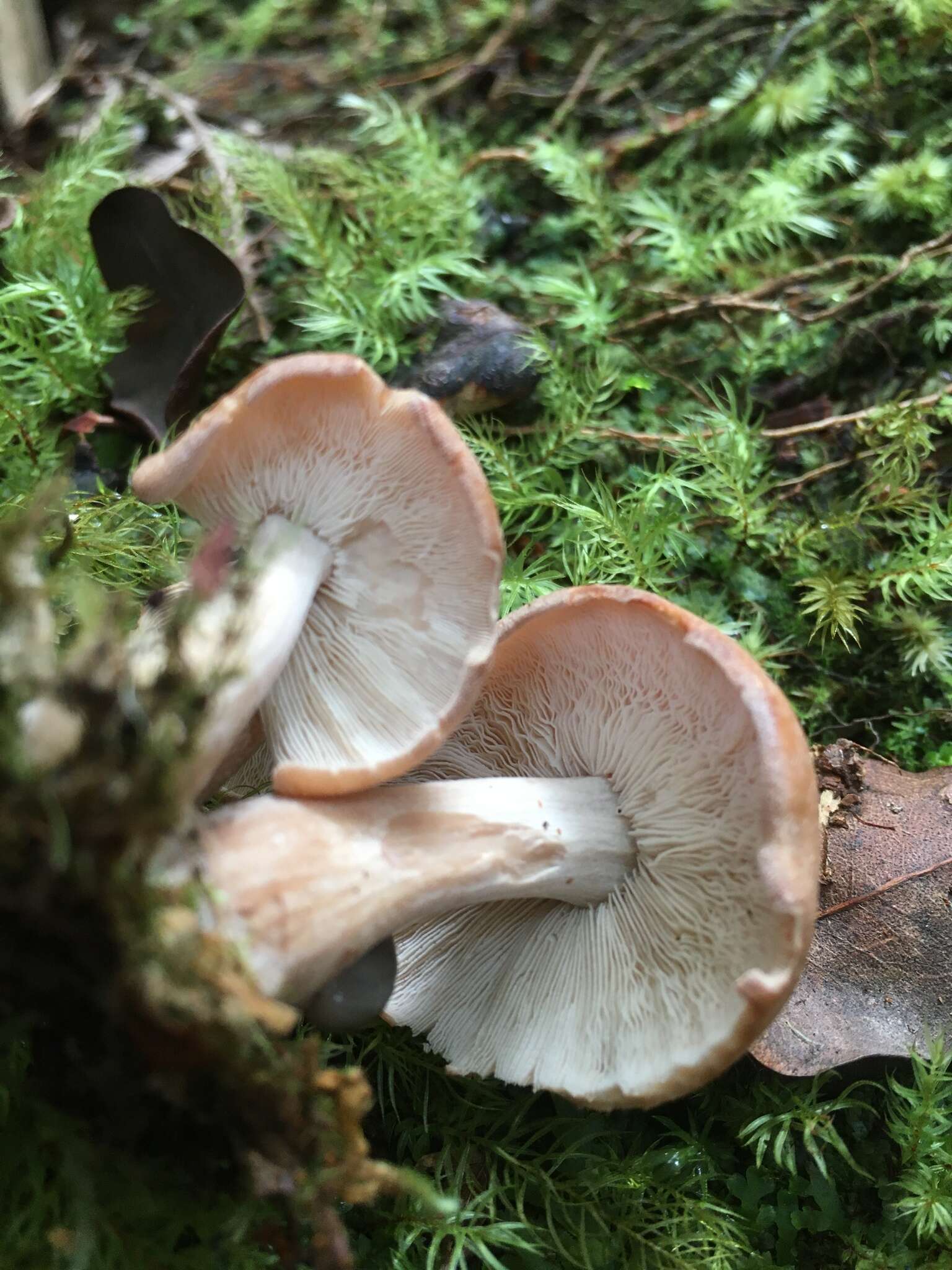 Image of Rhodocollybia laulaha Desjardin, Halling & Hemmes 1999