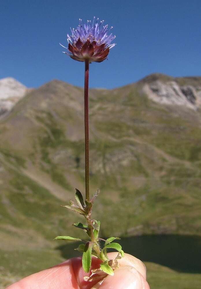 Image de Jasione vivace