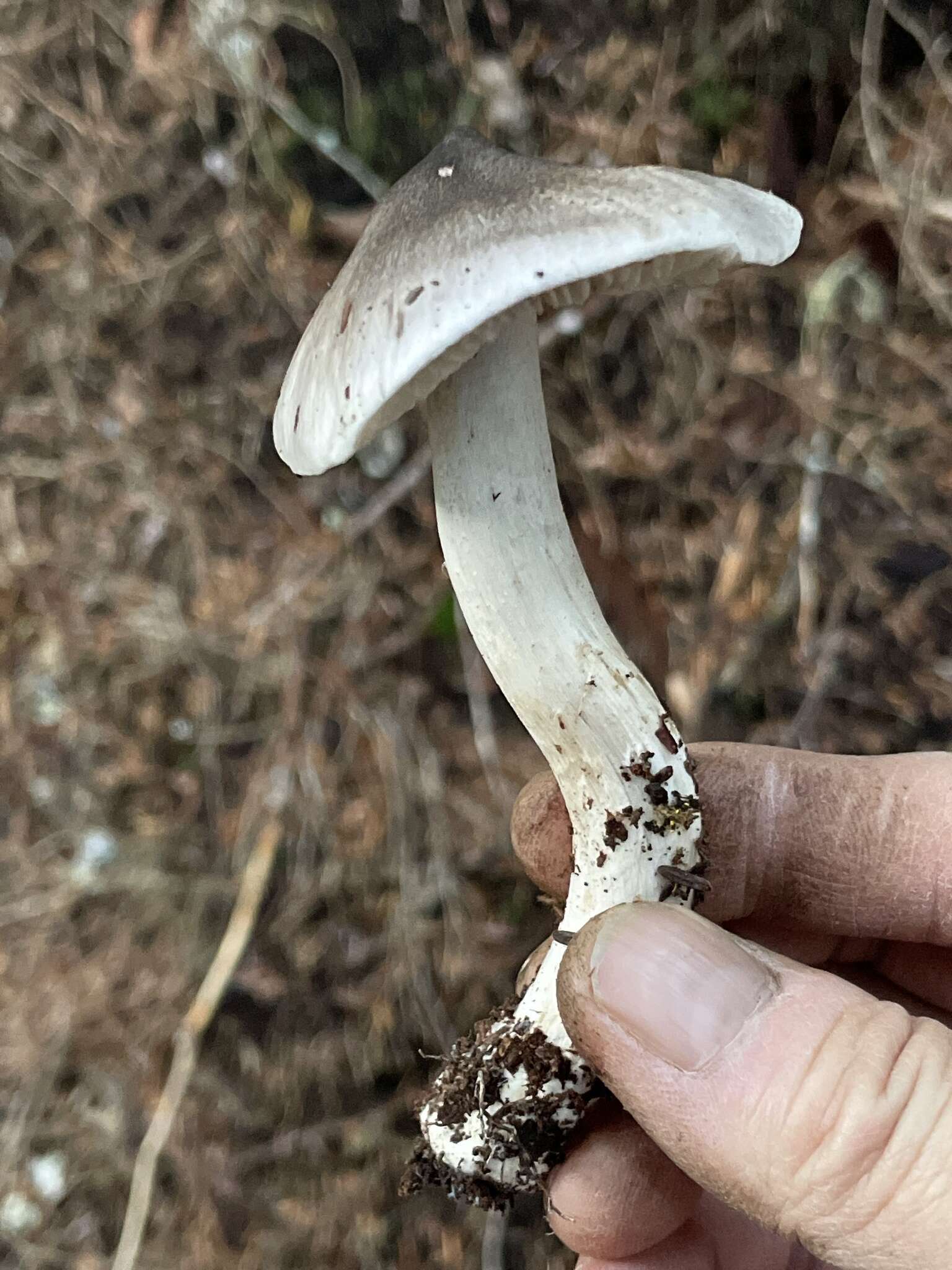 Image of Tricholoma argenteum Ovrebo 1989