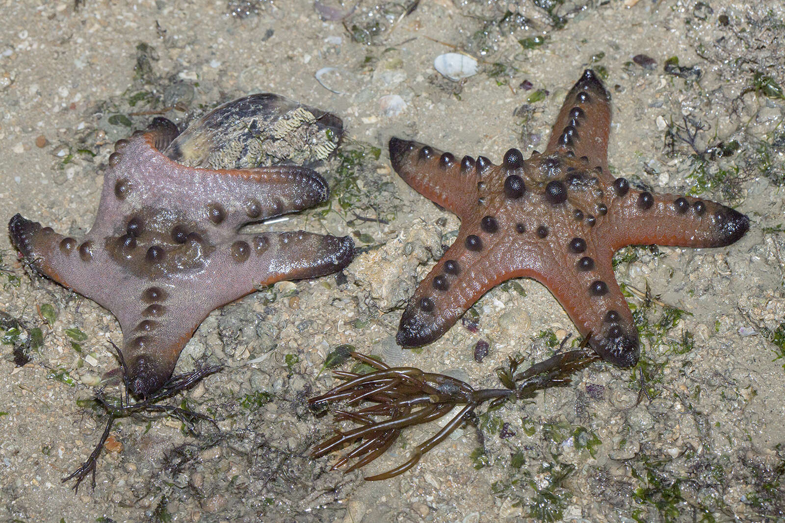 Image of chocolate chip sea star