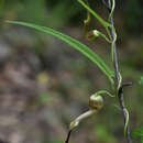 Image of Aristolochia thozetii F. Müll.