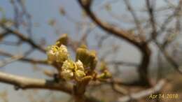 Plancia ëd Cordia macleodii Hook. fil. & Thoms.