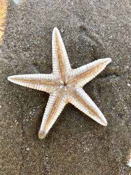 Image of Two-spined sea star