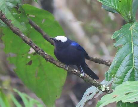 Image of Capped Conebill