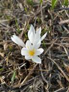 Image of Crocus aleppicus Baker