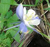 Image of Colorado blue columbine