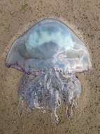 Image of barrel jellyfish