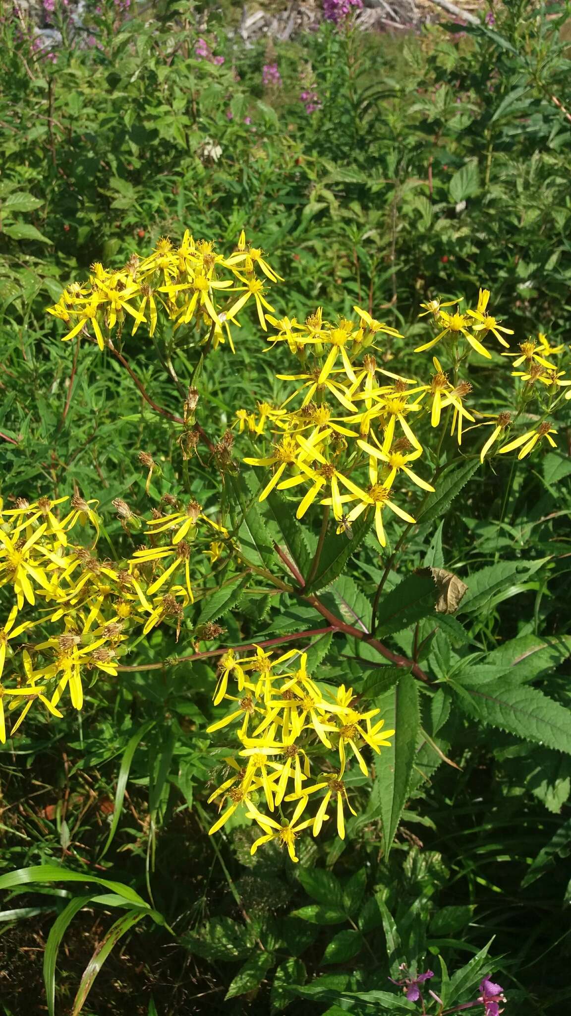 Image of wood ragwort