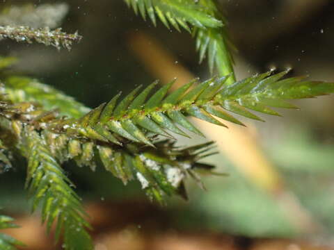 Image of New Mexican fontinalis moss