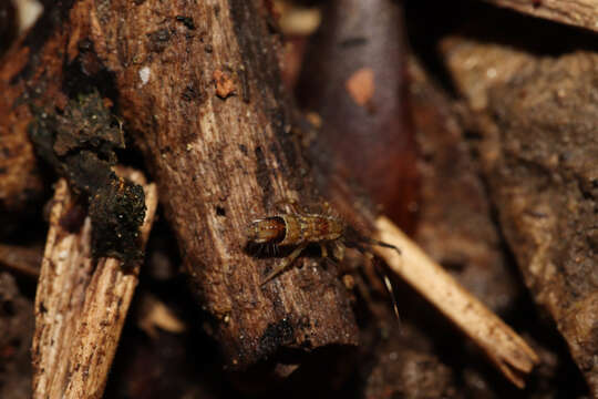 Orchesella flavescens (Bourlet & C 1839)的圖片