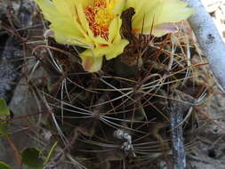 Image of <i>Hamatocactus setispinus</i>