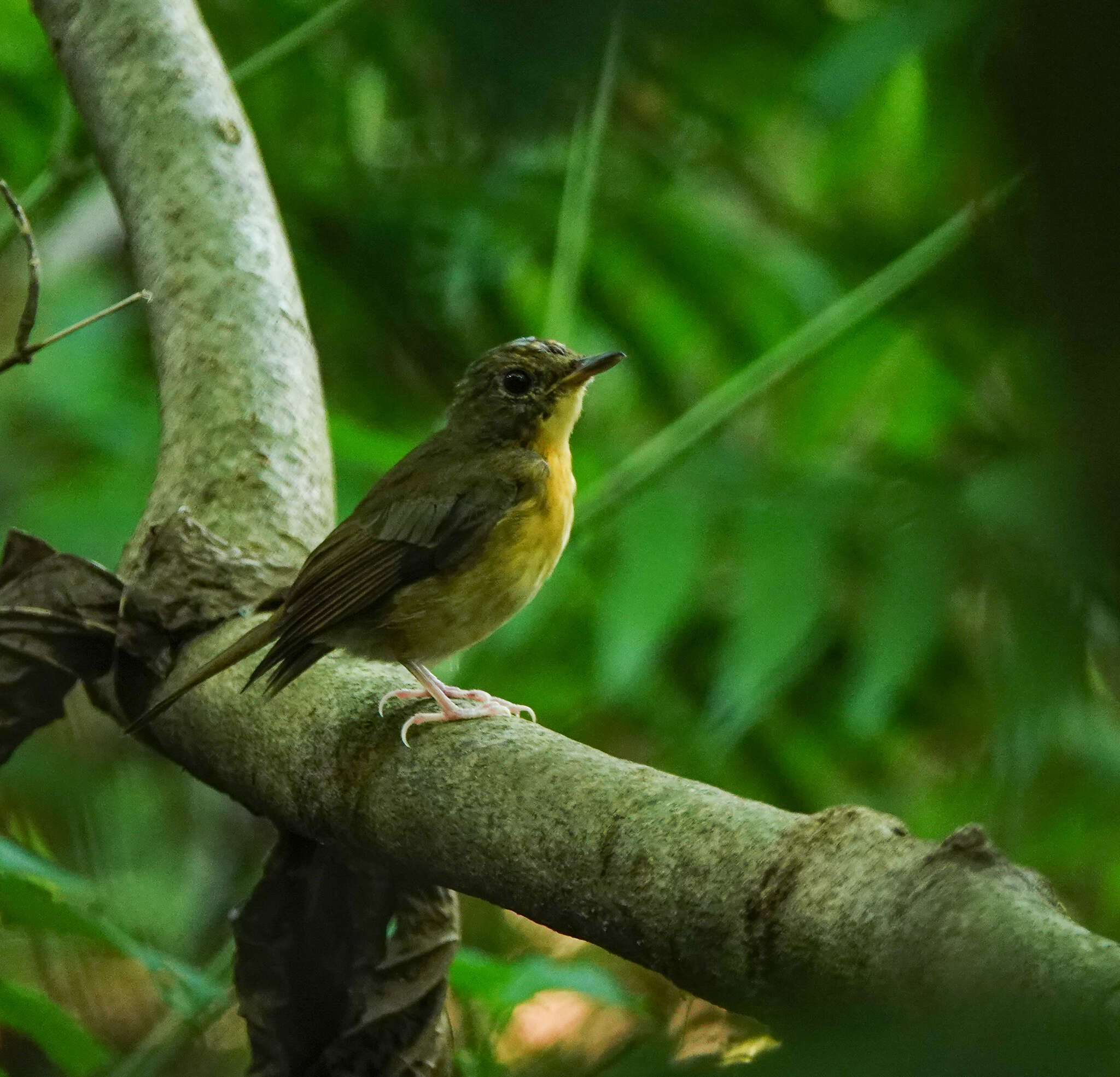 Image of Pale-chinned Blue Flycatcher