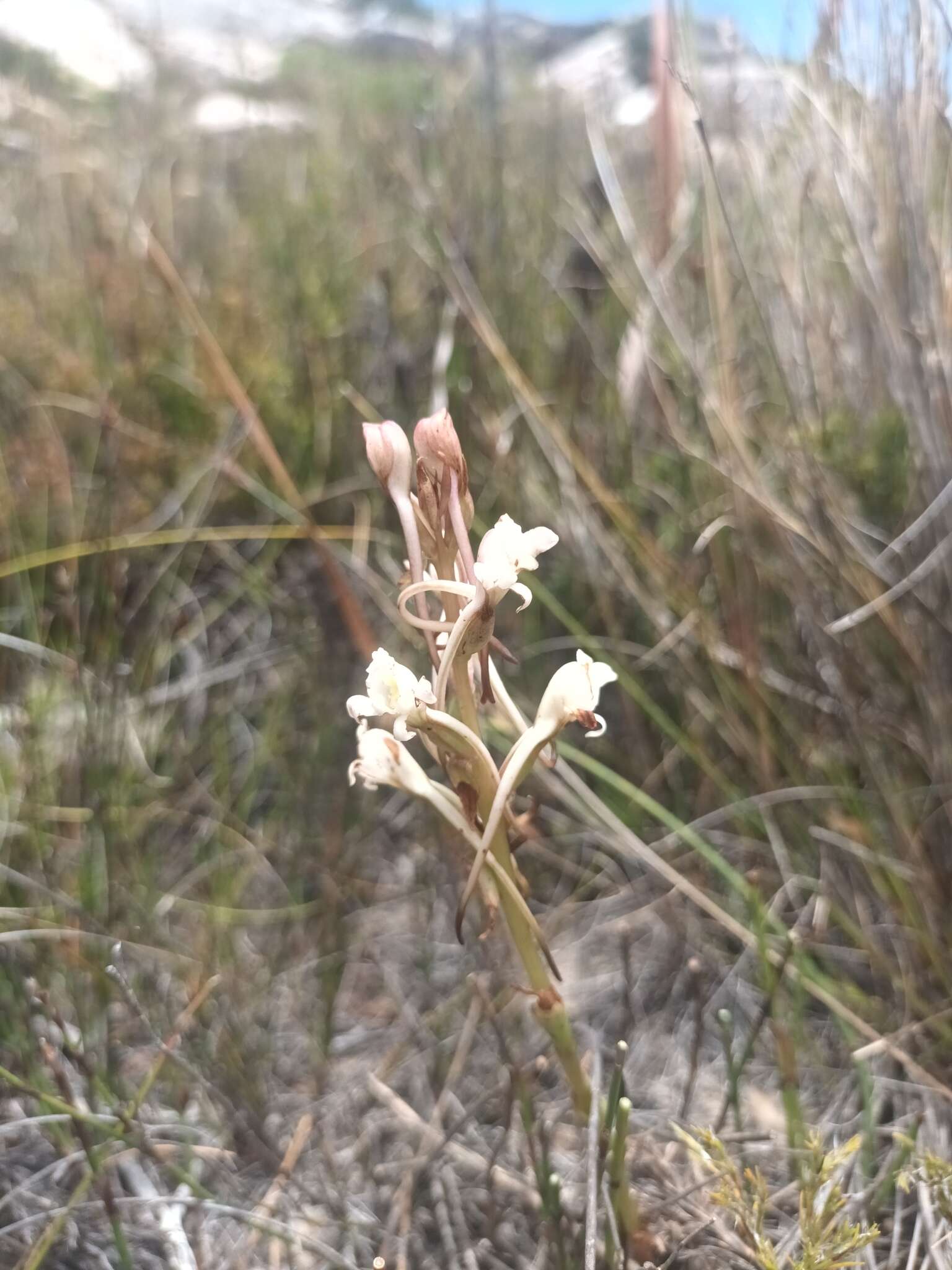 Image de Satyrium eurycalcaratum van der Niet