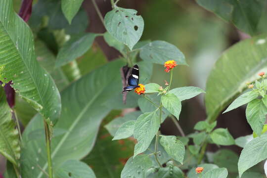 Image of Heliconius sara fulgidus Stichel 1906