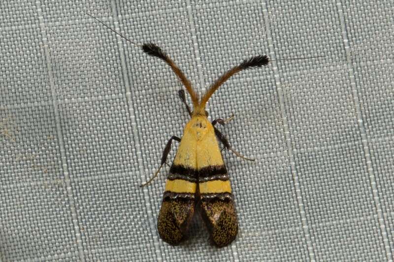 Imagem de Nemophora decisella Walker 1863