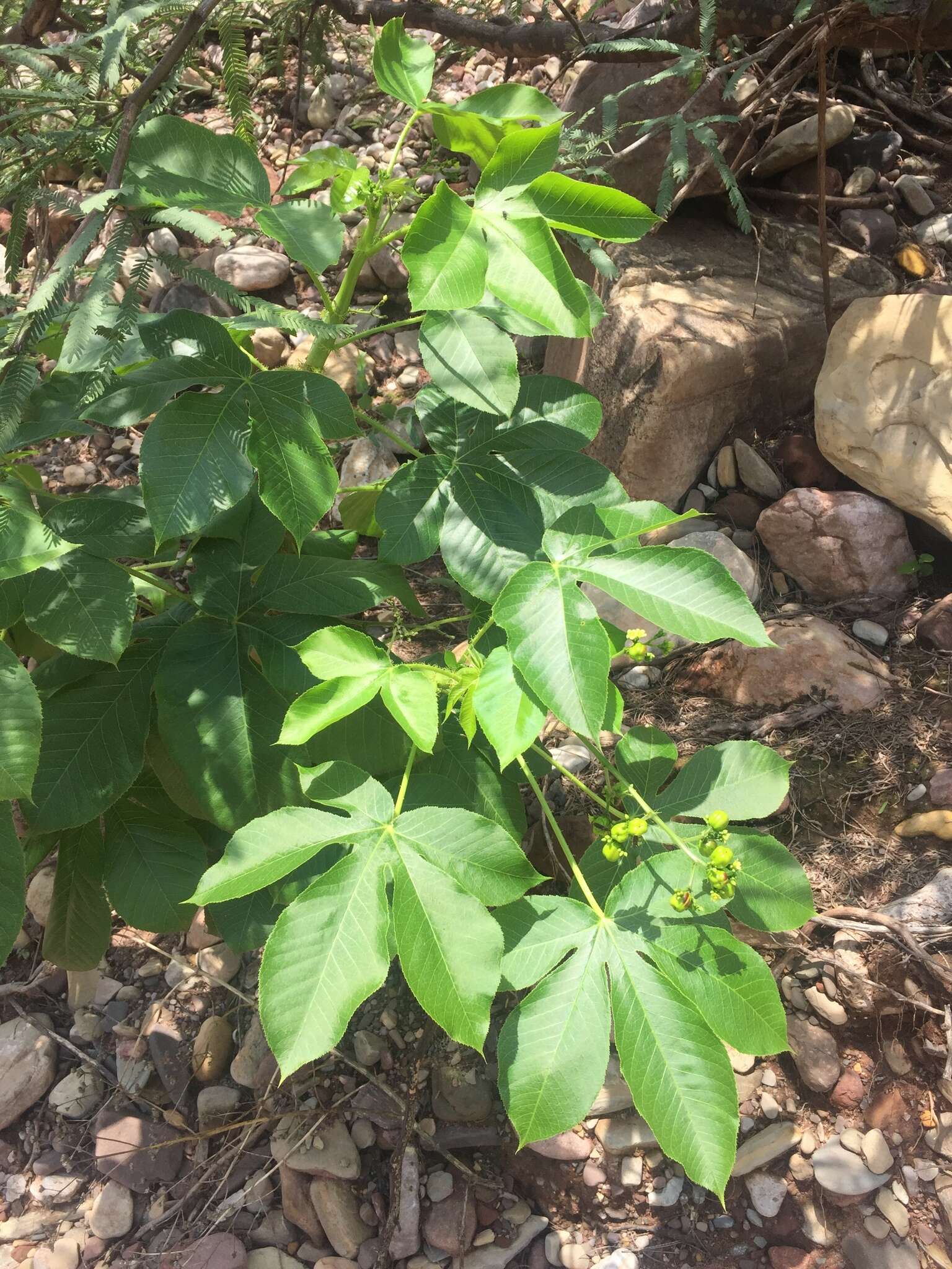 Sivun Jatropha excisa Griseb. kuva