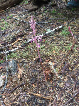 Image of Pacific coralroot