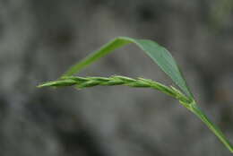 Imagem de Elymus coreanus Honda