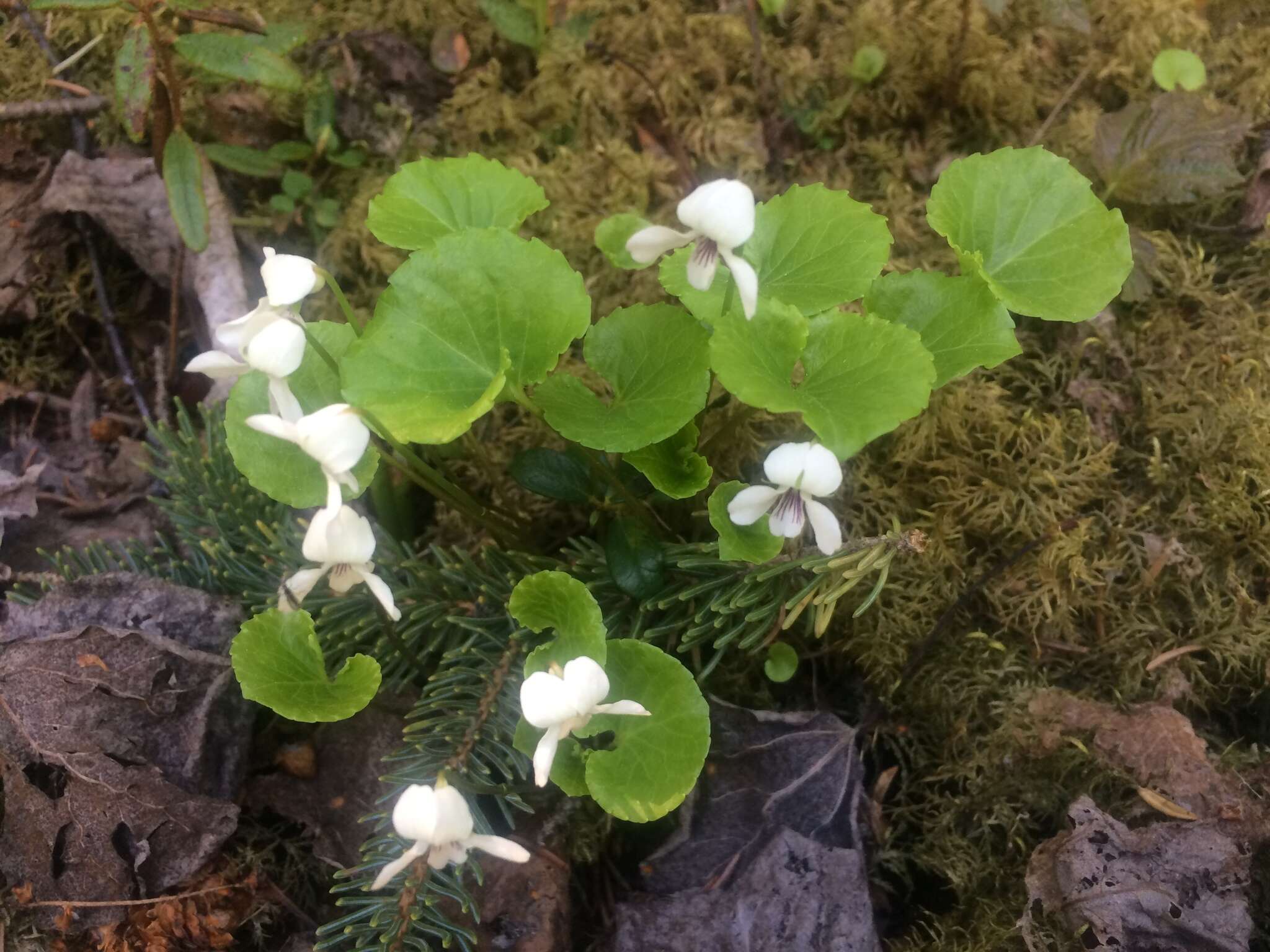 Image of white violet