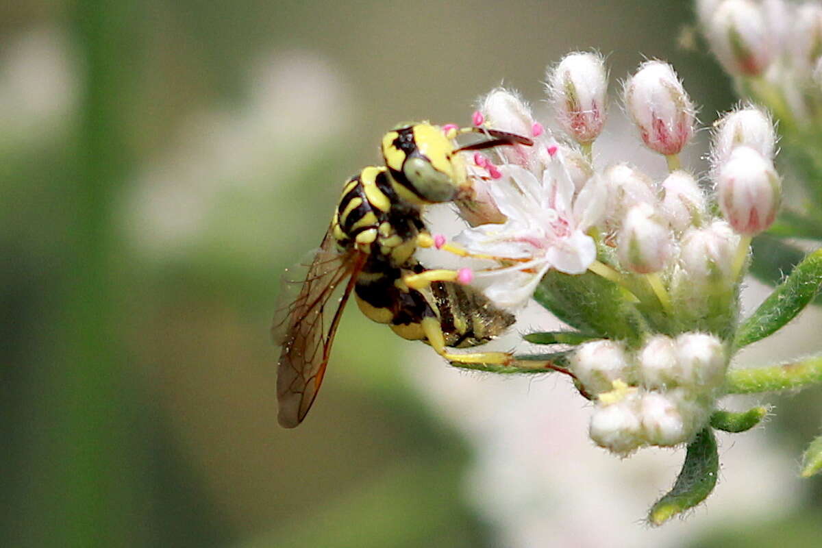 Imagem de Philanthus multimaculatus Cameron 1891