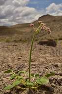 Image of volcanic buckwheat