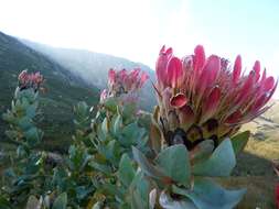 Image of Broad-leaved protea