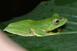 Image of Parachuting frog