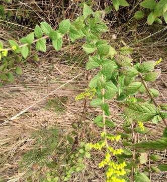 Image of Solidago rugosa var. celtidifolia (Small) Fern.