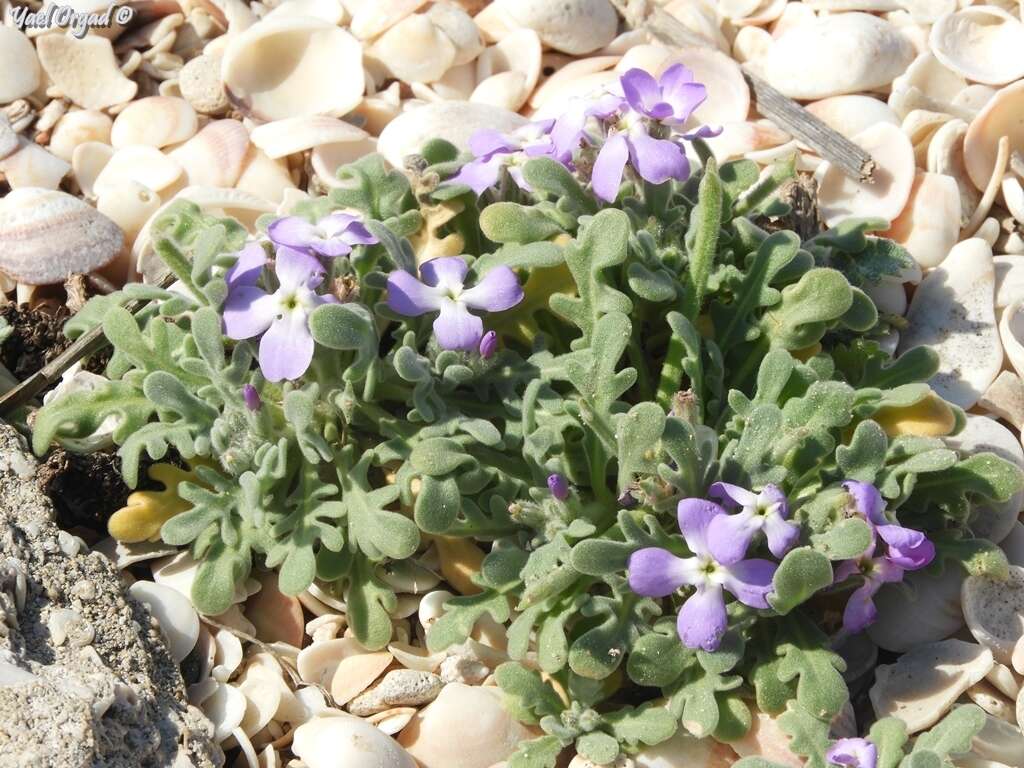 Image of Matthiola tricuspidata (L.) W. T. Aiton