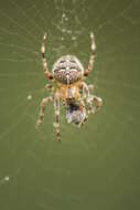 Image of Garden spider