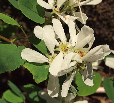 Image of Saskatoon serviceberry