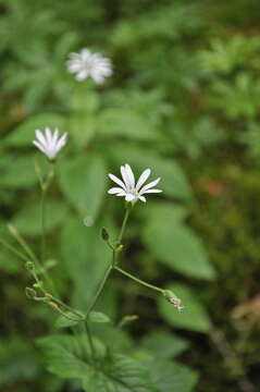 Image de Stellaria nemorum subsp. montana