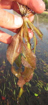 Image of Ottelia ulvifolia (Planch.) Walp.