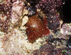 Image of Strawberry anemone