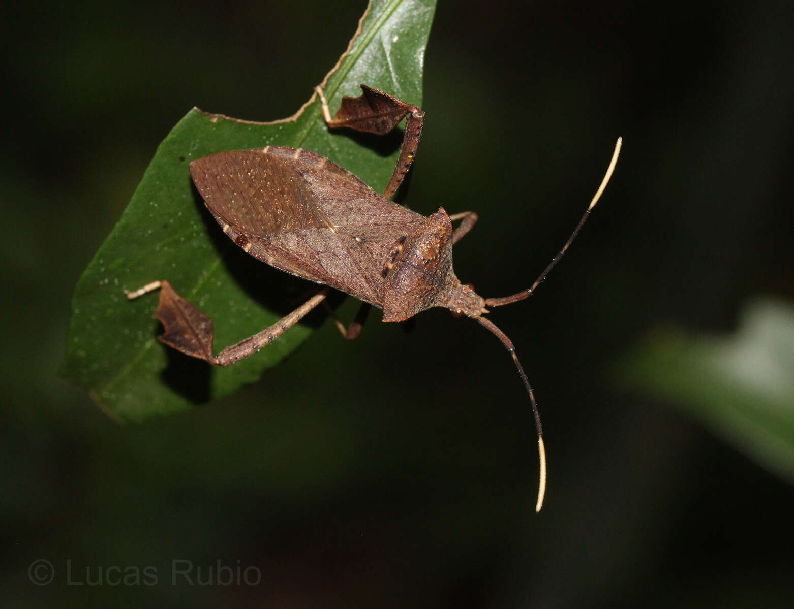 Image of Empedocles luridus Brailovsky & Barrera 1998