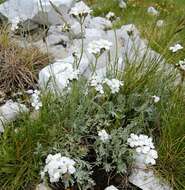 Image of silvery yarrow