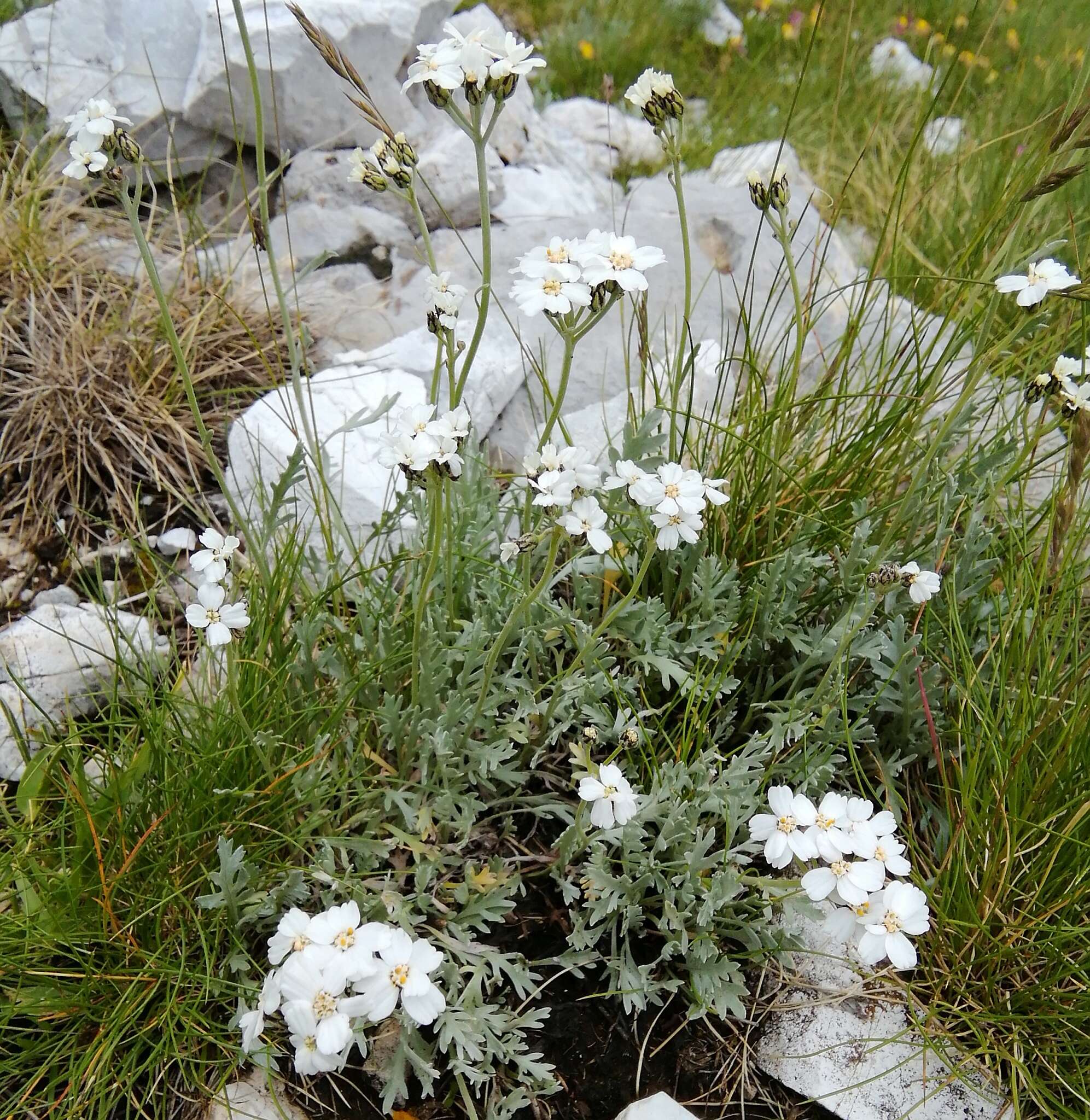 Achillea clavennae L. resmi