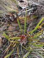 Image of Protea aspera Phillips